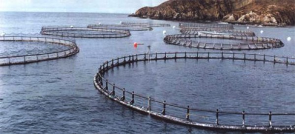 Industria del salmón (foto Terram)